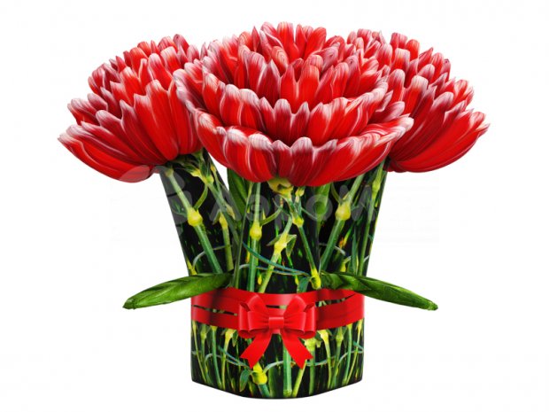 Букет из Гвоздик Букет из Гвоздик