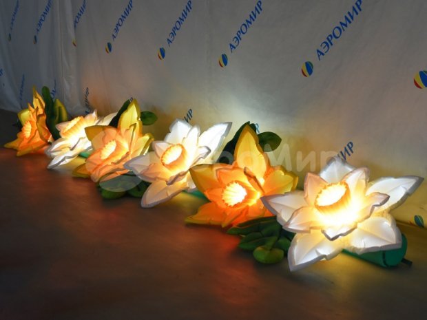 Нарцисс Нарцисс