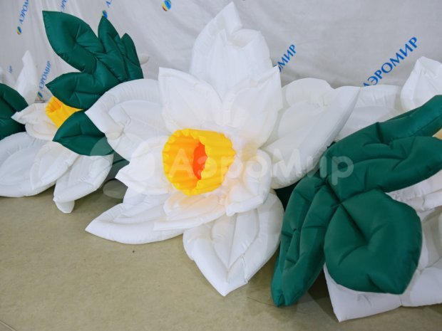 Нарцисс Нарцисс