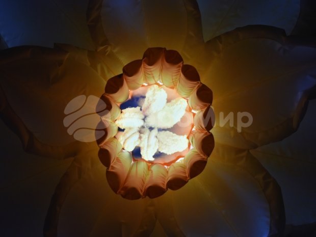 Нарцисс Нарцисс