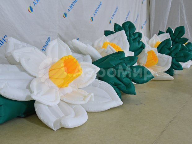 Нарцисс с раскрытием Нарцисс с раскрытием