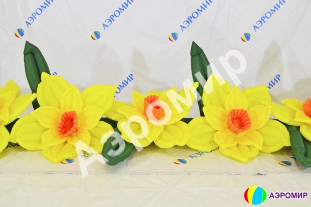 Нарцисс с раскрытием Нарцисс с раскрытием