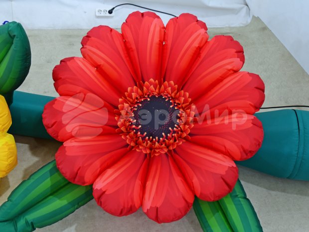 Герберы Герберы