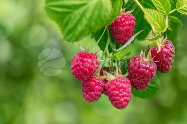 Малина-подушка Малина-подушка