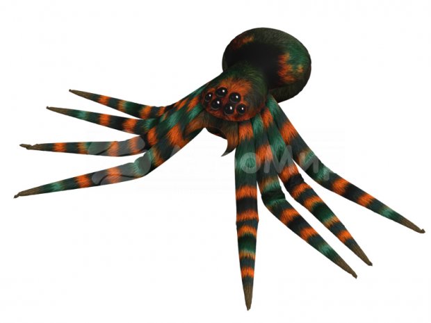 Паук-подушка Паук-подушка