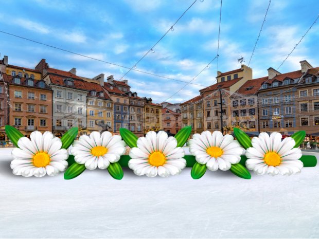 Ромашка Ромашка