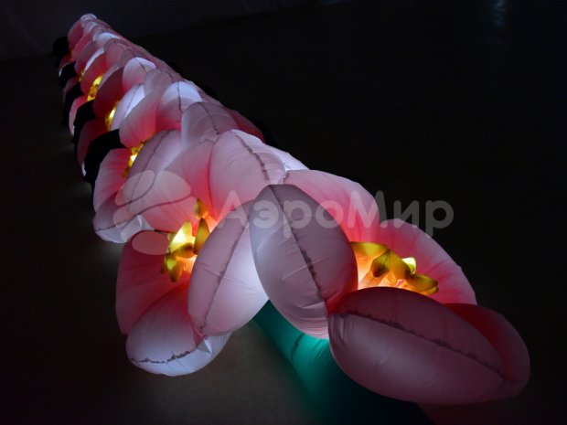 Яблоня Яблоня