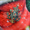 Новогодняя змейка