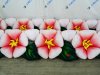 Яблоня с раскрытием