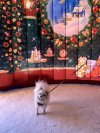 Колпак дом — новогодняя надувная конструкция с фотозоной внутри