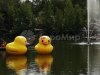 Большая надувная утка