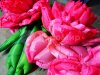 Пневмогирлянда из Пионов с эффектом раскрытия