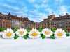 Ромашка с раскрытием