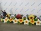Нарцисс с раскрытием