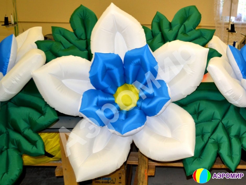 Незабудка с раскрытием