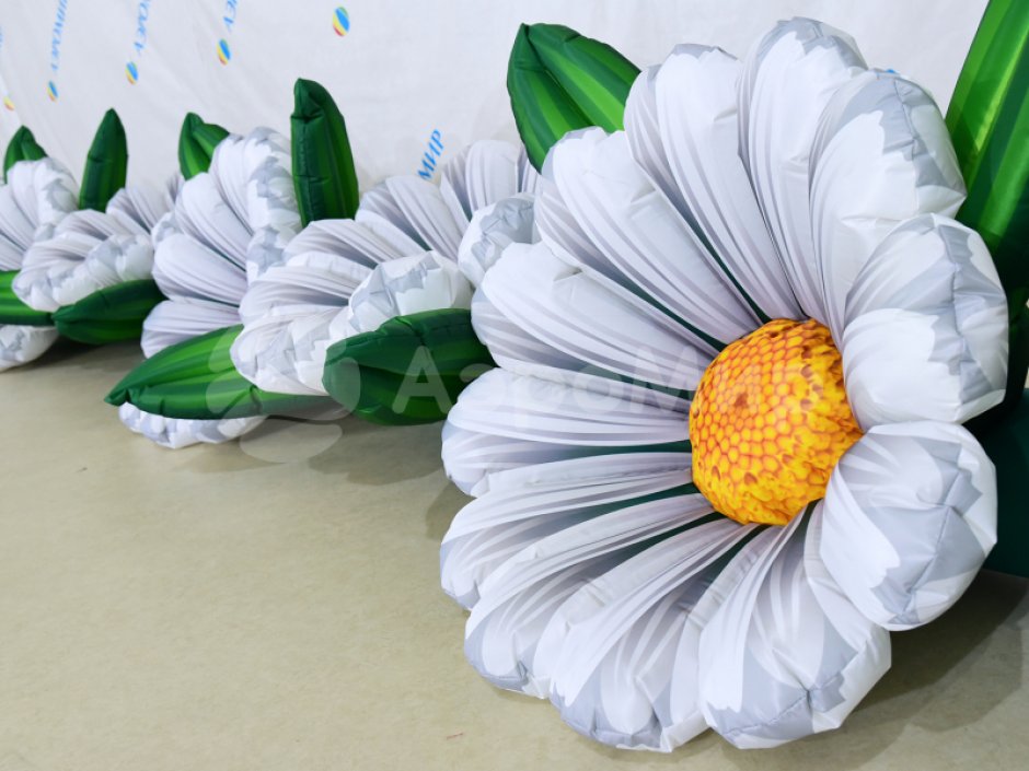 Ромашка с раскрытием