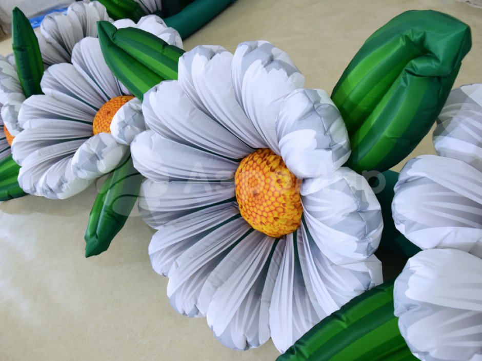 Ромашка с раскрытием