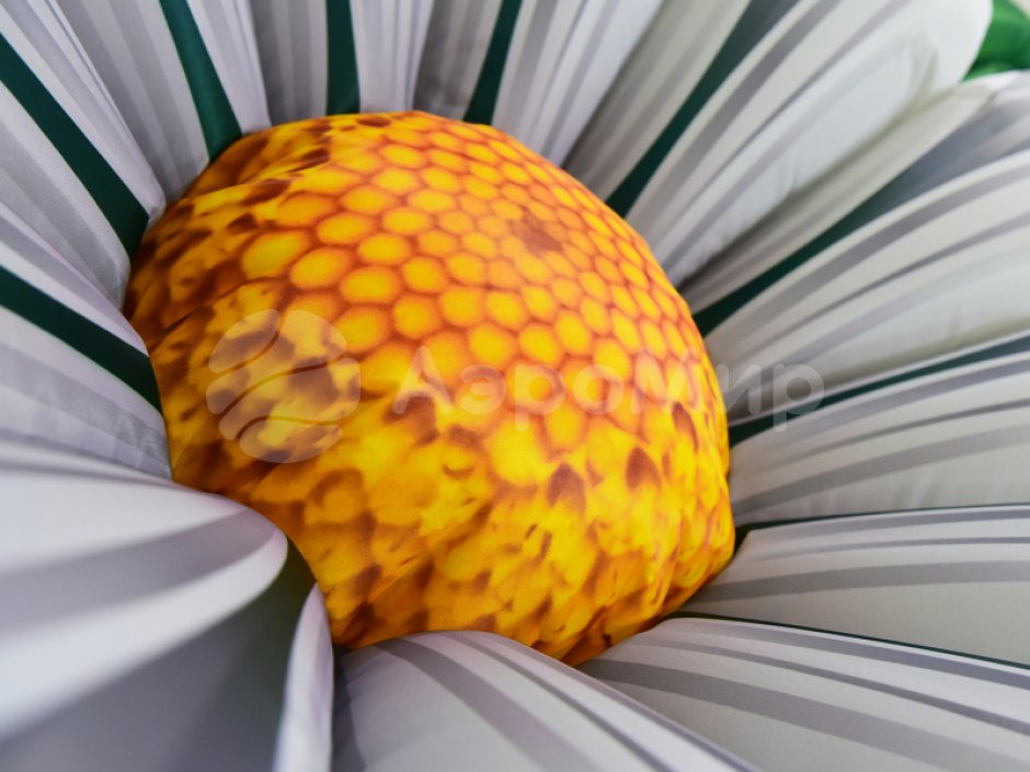 Ромашка с раскрытием