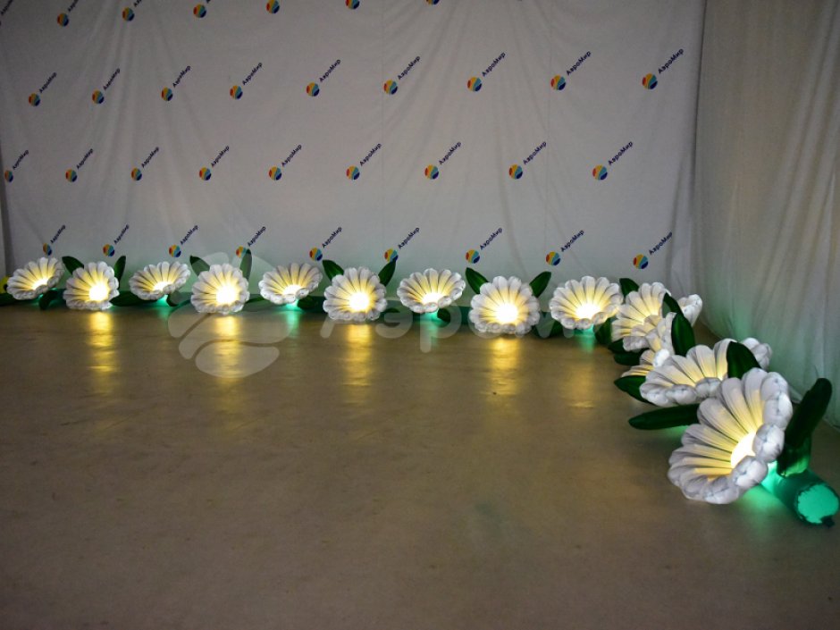 Ромашка с раскрытием