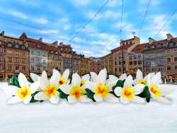 Лилия с раскрытием