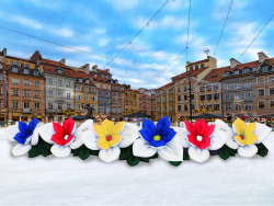 Незабудка с раскрытием